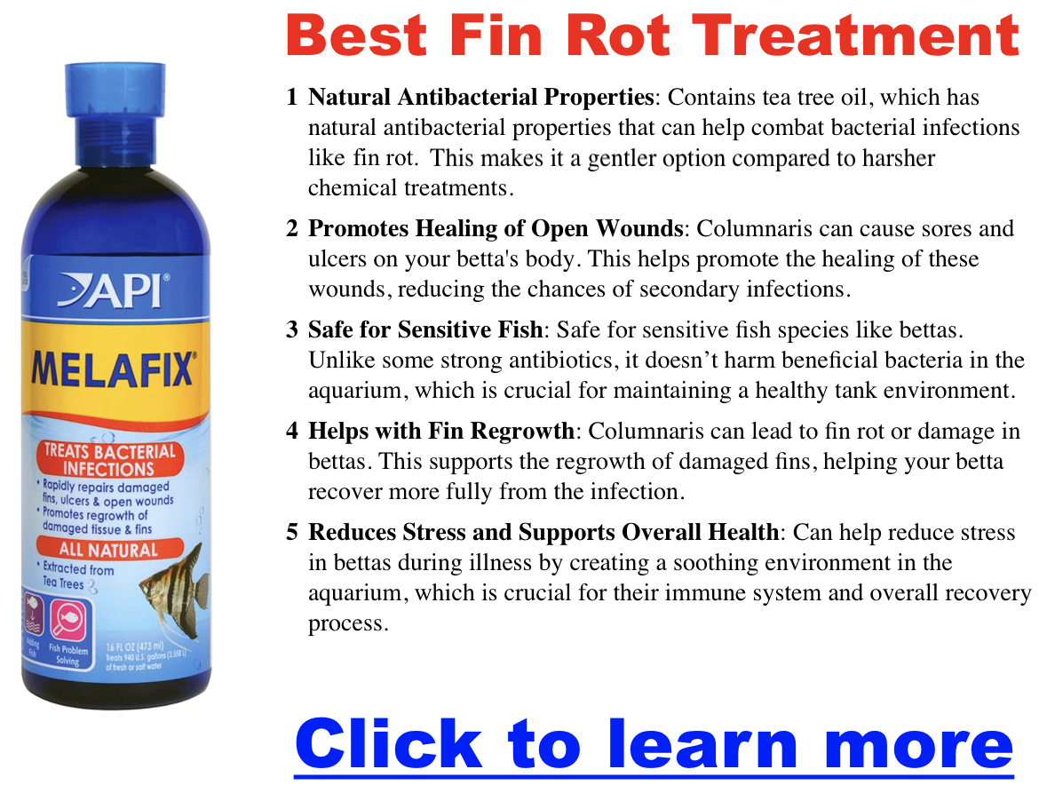 Crowntail betta recovery – clear fin regrowth example