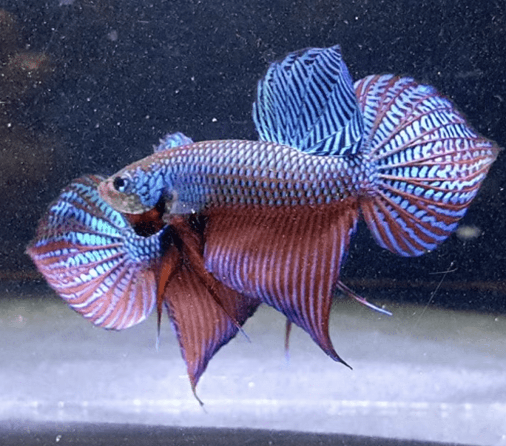 Betta smaragdina – Emerald Betta – Full Caresheet – Wild Betta Blog ...