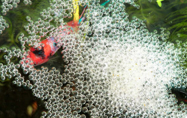 Betta Fish Eggs 101: Size, Appearance, Hatching Time & More – Wild Betta  Blog