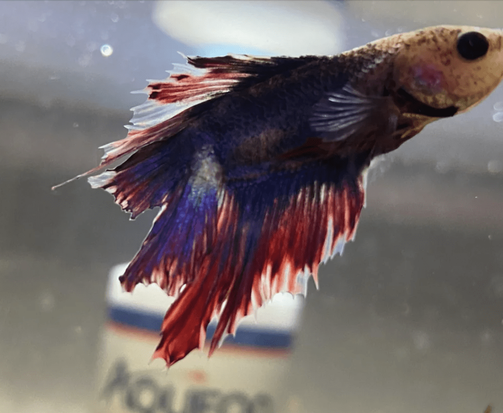 Betta Fish Fin Rot Symptoms, Causes, & Treatment – Wild Betta Blog ...