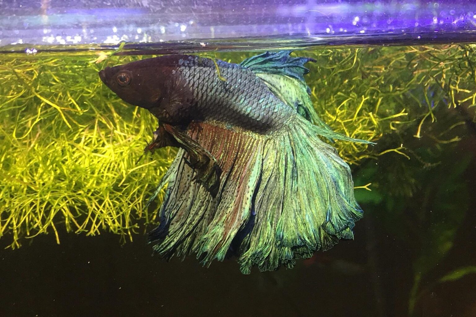 Best plants for betta fish create a harmonious and thriving ecosystem for your finned friends